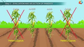 An Introduction To Plant Breeding [upl. by Alard]