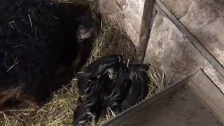 Mangalitsa Pig First Litter of Piglets What Labor Looks like and Babies Curly Hair Mangalica [upl. by Daloris]