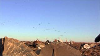 Texas Sandhill Crane Hunting with Stanfield Hunting Outfitters on 122811 [upl. by Lexine]