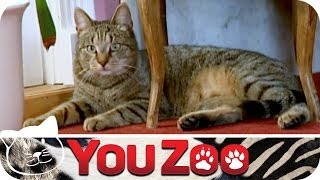 Tierärzte Sandra und Christian  Kater Pippilotta │YouZoo [upl. by Akiemehs]