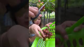 Grapes harvest food shorts [upl. by Lashonda314]