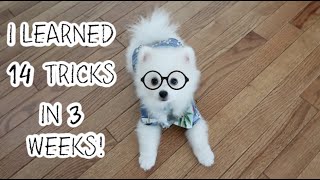 4 Months Old Pomeranian Puppy Learns 14 TRICKS in 3 WEEKS ⎥Haru the Pom [upl. by Oiruam]