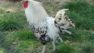 Les animaux de la Ferme des Cèdres Génissieux  Drôme  France [upl. by Ellwood678]