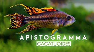 Apistogramma cacatouides Double Red  quotWild Typequot  Cacadu Cichlid  South America Dwarf Cichlid [upl. by Volding]