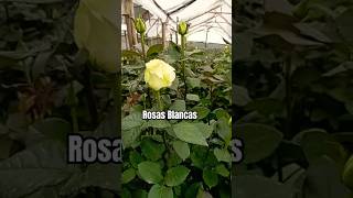 Rosas Blancas music cover vallenato guitar flowers rose viralvideo adventure shorts [upl. by Tecla]