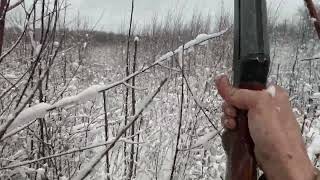 Pa Late Season Pheasant Hunting With My Beagle [upl. by Hammock]