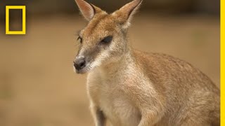 The Kangaroo is the Worlds Largest Hopping Animal  National Geographic [upl. by Atteiram]