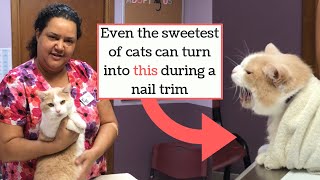 How to Trim the Nails of a quotDifficultquot Cat Kitty Burrito Method [upl. by Laohcin]