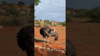 ostriches in Namib desert [upl. by Akeihsat623]