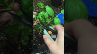 How to pinch and trim Basil [upl. by Christalle]