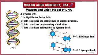 2 DNA  StructureTypes and Properties  Nucleic Acids Chemistry  TBA [upl. by Aisat408]