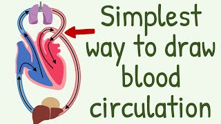 The Simplest way to show the blood circulation  Systemic Circulation amp Pulmonary Circulation [upl. by Toomay]