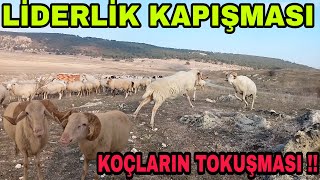 BU NASIL KAPIŞMAHER YER BEYAZA BOYANDI SEVİNEN BAŞKASI OLDUKÖPEKLERE PARAZİT [upl. by Ginsberg]