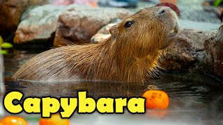 What is a Capybara  Interesting Capybara Facts For Kids [upl. by Aihsenet330]