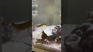 Feeding my Mantis Shrimp a MASSIVE SHRIMP [upl. by Anelis]