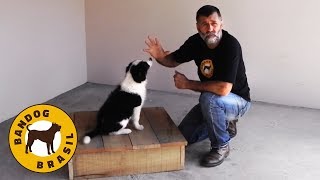 Como adestrar um CACHORRO FILHOTE  Uma aula prática [upl. by Wymore658]