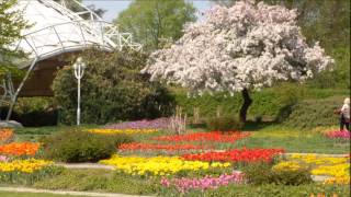 MusikMIEKE TELKAMPTULPEN AUS AMSTERDAM [upl. by Nauaj]