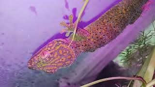 Tokay Gecko Golden Tree Frog [upl. by Savadove]