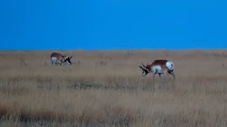 Pronghorns Antilocapra americana at Bison Calving Plains  Grasslands National Park  exploreorg [upl. by Leoine]