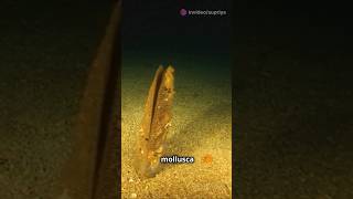 Part1 quotExploring Phylum Mollusca  PhylumMollusca Class11Biology BiologyExplained [upl. by Oxley]