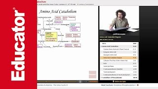 Amino Acid Catabolism  Biochemistry Tutorial [upl. by Lorraine]