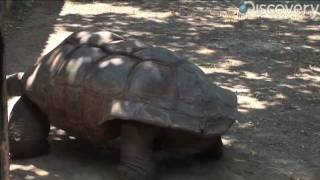 Aldabra Giant Tortoise [upl. by Hornstein]