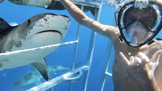 FIRST TIME IN A SHARK CAGE 🦈 [upl. by Hcurab]