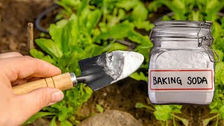 Baking Soda Magic Pesticide and Fungicide Spray [upl. by Cock]