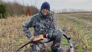 Traditional bowhunting for pheasant´s  Pheasant hunting from a blind done turkey style [upl. by Aicnelev]