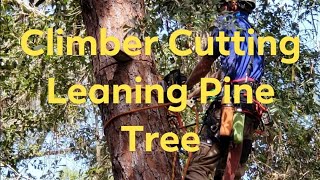 Tree Climbing  Cutting Leaning Pine Tree Echo CS590 [upl. by Yvehc286]