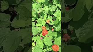 Orange lantana plantnewshort [upl. by Rabbaj]