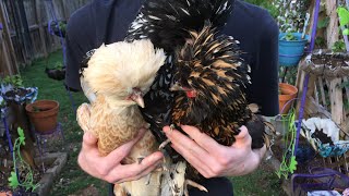 Eprinex to Treat MitesLice in Backyard Chickens Part 2 [upl. by Ardenia415]