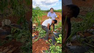 Sweet Potatoes 🍠🍠 Harvesting from Farm With Rural Farmer Activites 👍 shorts youtubeshorts [upl. by Hose]