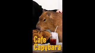 Capybara Cafe [upl. by Etireuqram]