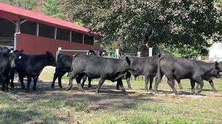 Smithfield Farms 2024  Load of Larger PreConditioned Steers [upl. by Popper490]