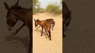 donkeys virlshort kicks pets funny [upl. by Inimod774]