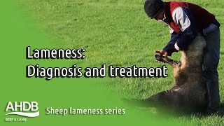 Diagnosing the cure  Sheep Lameness series [upl. by Hobbie]