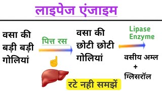 लाइपेज एंजाइम  Lipase Enzyme  Digestive Enzymes  Science Guru Ravi [upl. by Furgeson3]