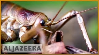 Saving New Zealands prehistoric giant weta  earthrise [upl. by Nnalyrehc681]