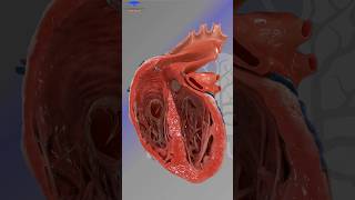 Heart Beat Animation Video LearnWithMusawir [upl. by Nyvar558]