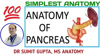 PANCREAS  Anatomy amp relations [upl. by Zarger5]