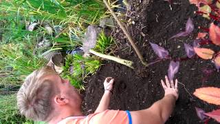 Planting Gunnera manicata [upl. by Alys]