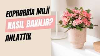 Euphorbia Milli Dikenler Tacı Çiçeği Bakımı  Queen® Türkiye [upl. by Schalles]