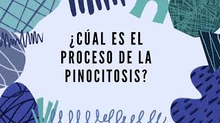 Pinocitosis y Endocitosis [upl. by Ernestus]