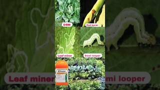 proclaim insecticide  emamectin benzoate 5  sginsects farming agriculture [upl. by Natrav145]