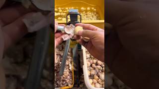 Easy process of chopping garlic using a small hack [upl. by Irwinn204]