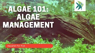 ALGAE101 HOW to MANAGE ALGAE in your AQUARIUM PART 1 [upl. by Jesselyn]