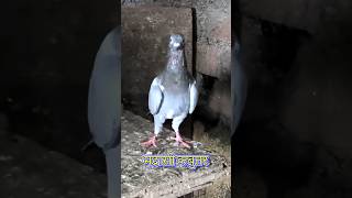 Madrasi Kabootar video pigeon kabootar animals petslove shorts [upl. by Huntingdon]