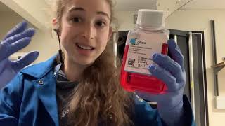 Mammalian cell culture media basics [upl. by Itsud]