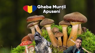 LA CULES DE GHEBE 🍄GALERINA MARGINATA SAU GHEBELE MORTII🍄CIUPERCI DIN LIVADĂ [upl. by Cleopatra]